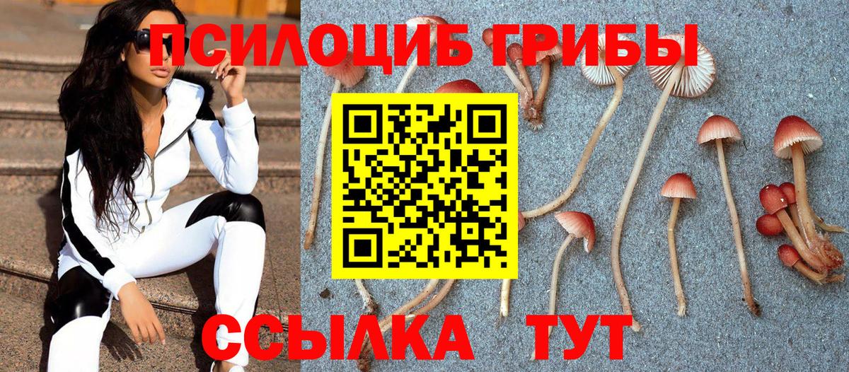 Галлюциногенные грибы Psilocybe Вольск